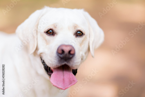 Close-up portrait of white labrador in park