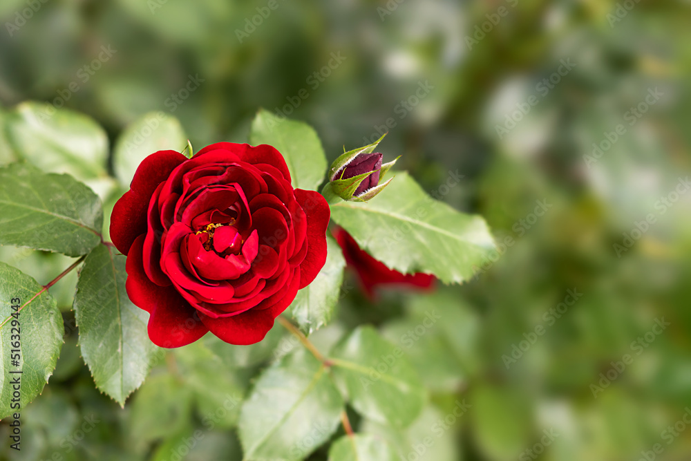 Red rose flower on a flowering bush in a rose garden against a blurred background of bushes and leaves. Place an inscription for one. copy space Red rose flower on a flowering bush in a rose garden against a blurred background of bushes and leaves. Place an inscription for one. copy space