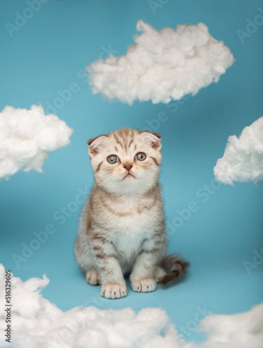 Portrait of a Scottish kitten sitting on a blue background as if in the sky among the clouds. © serkucher