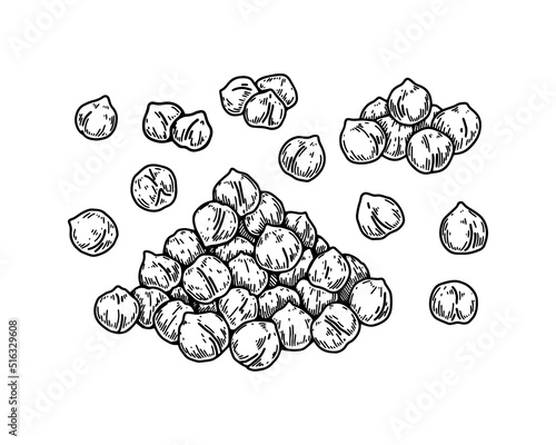 Hand drawn chickpeas beans. Botany vector illustration in sketch style photo