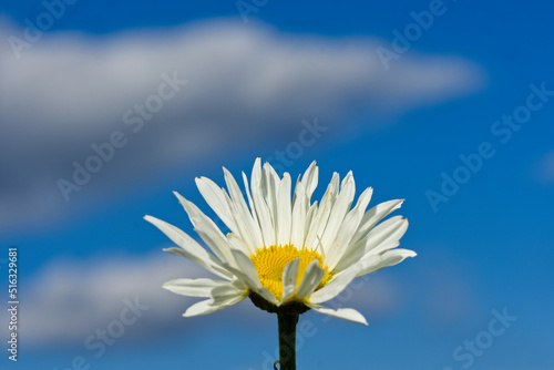 Shasta Daisy against a blue sky with clouds.