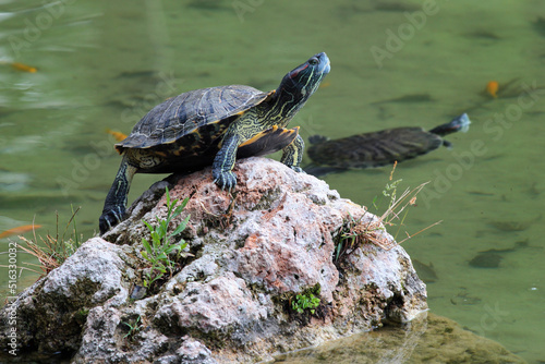 Pond slider (Trachemys scripta), or common semiaquatic turtle photo