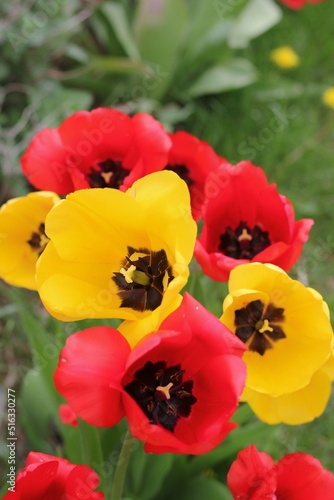 red and yellow tulips © Lina