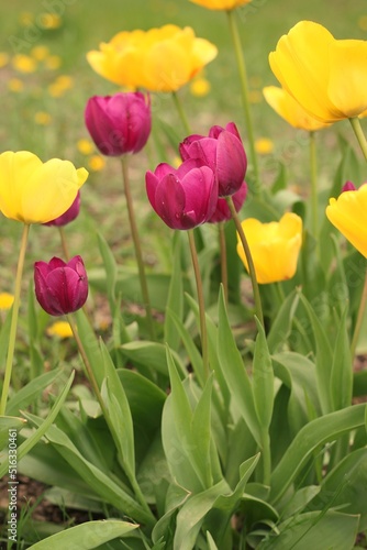 field of tulips