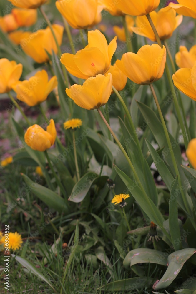 Obraz premium flowers in the garden