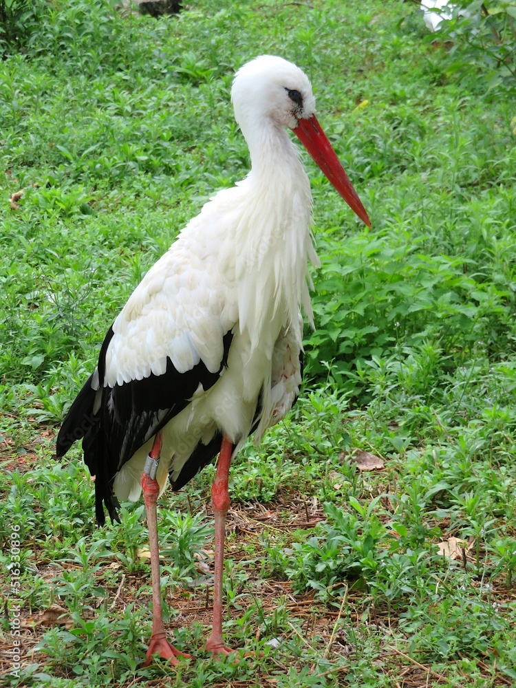 Fototapeta premium Cigogne