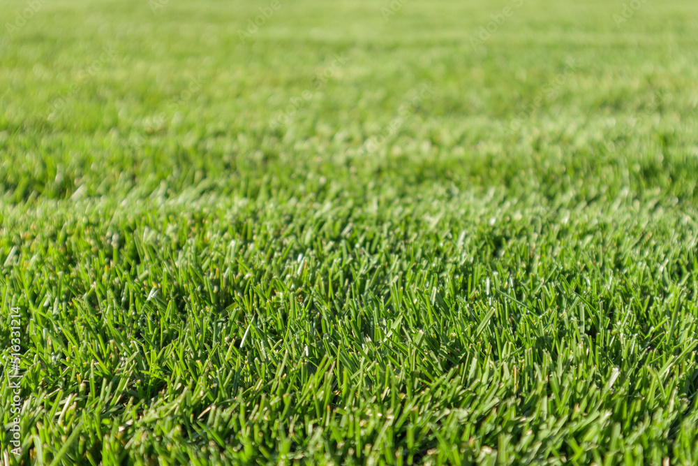 Close up of green lawn on a sunny day. Selective focus. Close up of green lawn on a sunny day. Selective focus.