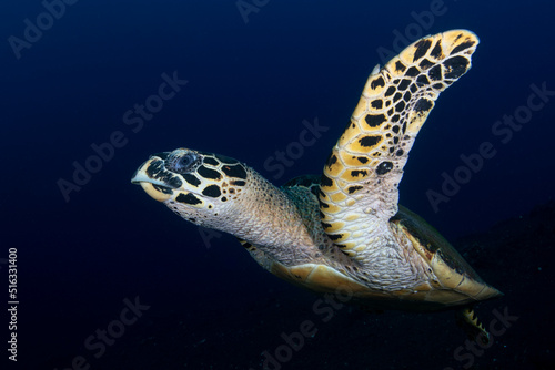 Hawksbill Turtle - Eretmochelys imbricata swims along coral reefs. Underwater world of Tulamben, Bali, Indonesia. © diveivanov