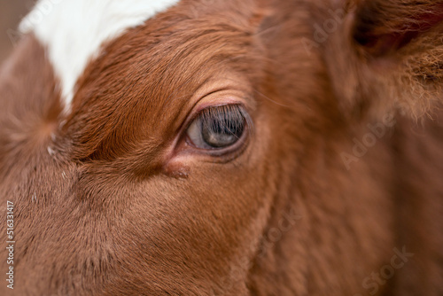 calf. sad look. farm life.