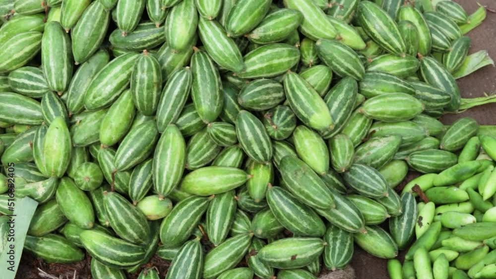 fresh organic Coccinia grandis from farm close up from different angle fresh organic Coccinia grandis from farm close up from different angle