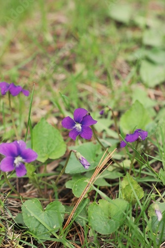 purple flowers in the garden