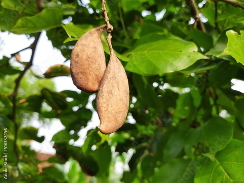 Millettia pinnata seeds. It is a species of tree in the pea family Fabaceae. Its other names  Pongamia pinnata, Indian beech and Pongame oiltree. Oil is extracted from its seeds. photo