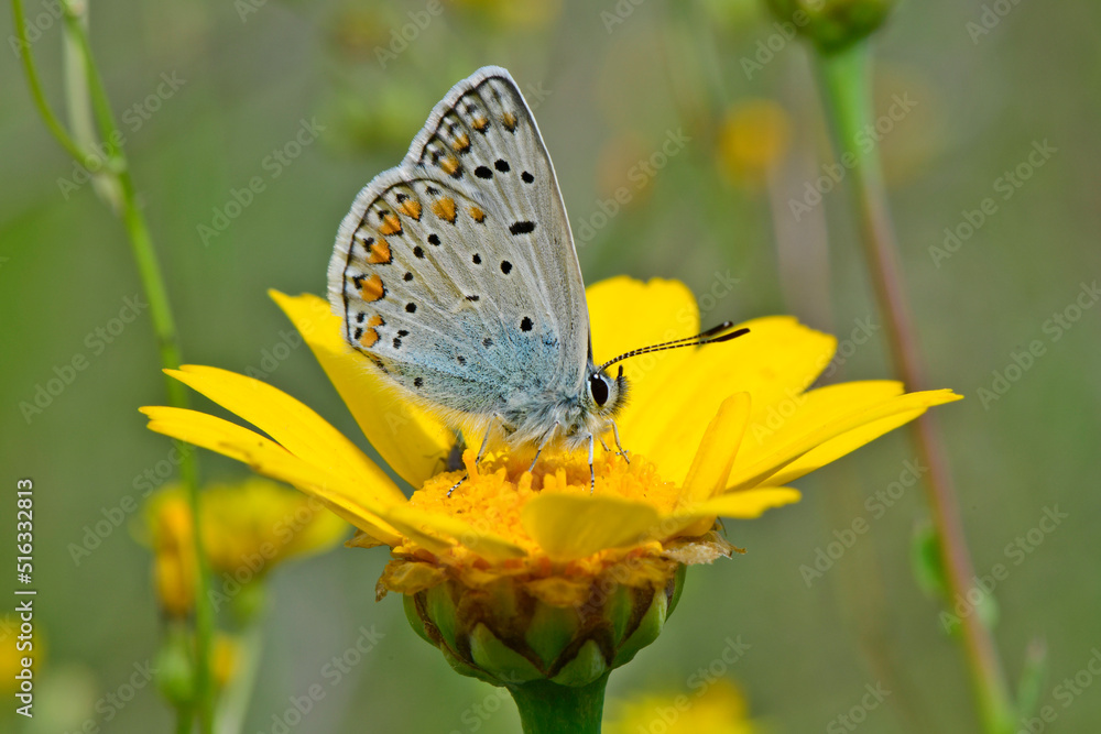 Kleiner Sonnenröschen-Bläuling // Brown argus (Aricia agestis) - Pinios-Delta, Griechenland Kleiner Sonnenröschen-Bläuling // Brown argus (Aricia agestis) - Pinios-Delta, Griechenland