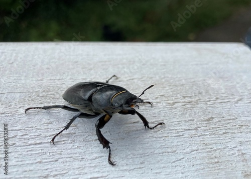 a large black longhorn beetle