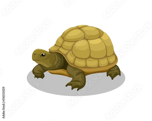 Turtle amphibian animal cartoon illustration vector
