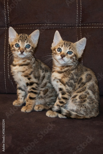 Bengal kittens. Purebred kitten looks into the frame