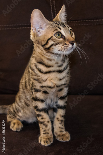 Bengal cat is an adult. purebred cat