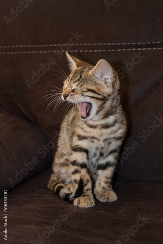 Bengal kitten yawns. purebred kitten