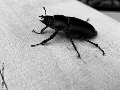 a large black longhorn beetle