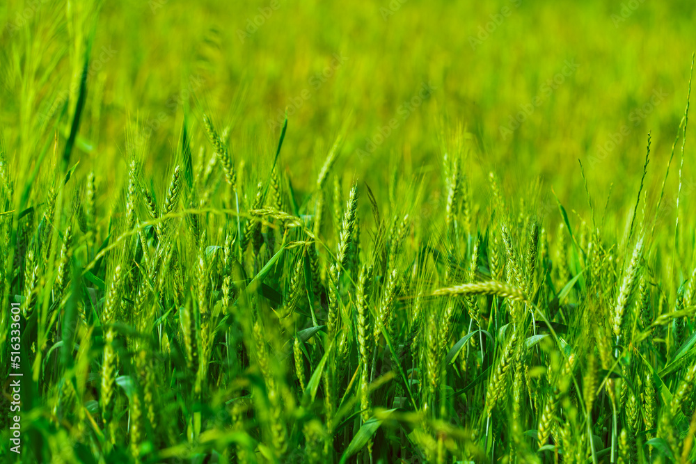 Fototapeta premium Green ears of a wheat field close-up, agronomic culture, crop production and agriculture, reduction of sown area for grain crops, copy space