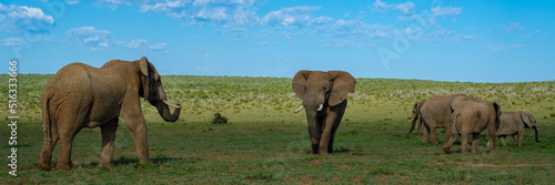 Elephants bathing, Addo Elephant Park South Africa, Family of Elephants in Addo Elephant park, Elephants taking a bath in a water poolwith mud. African Elephants photo