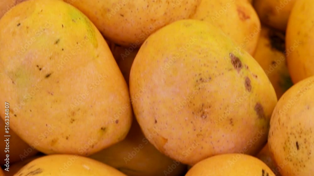 fresh organic testy mangoes from farm close up from different angle fresh organic testy mangoes from farm close up from different angle
