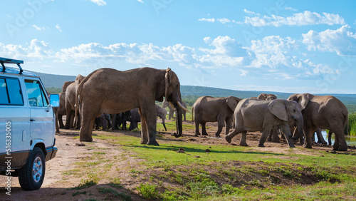 Elephants bathing, Addo Elephant Park South Africa, Family of Elephants in Addo Elephant park, Elephants taking a bath in a water poolwith mud. African Elephants photo