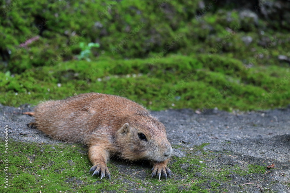 Naklejka premium プレーリードッグ 暑い夏