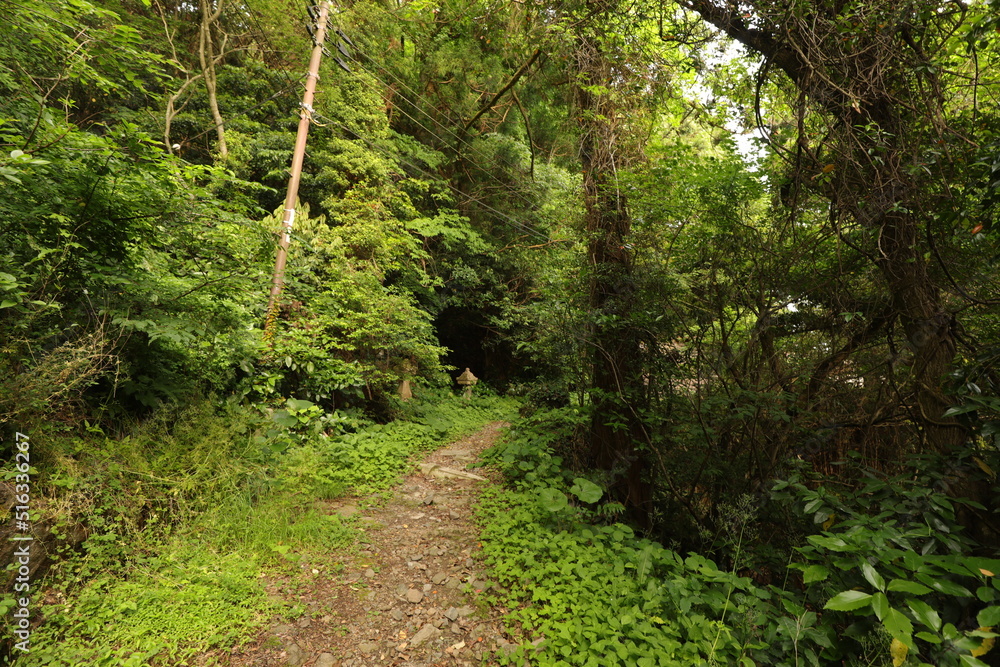 Obraz premium 登山道