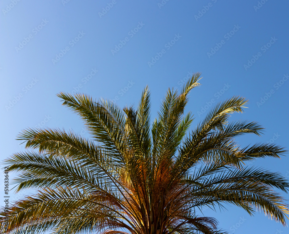 Green palm leaves against the blue-sky background
