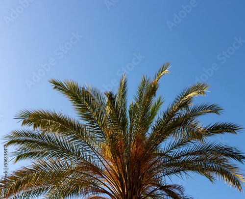 Green palm leaves against the blue-sky background