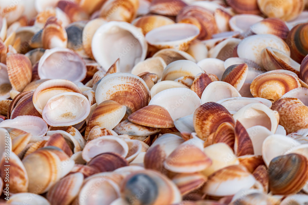 Common Cockle Shells. Seashells on the shore at low tide closeup. Mediterranean Sea