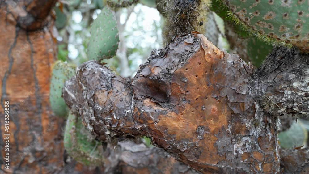 Close Up View Of Brown Cactus Leaf On Opuntia Galapageia. Slow Handheld Pan Motion Shot