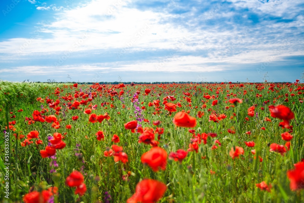 Poppy field in full bloom against sunlight. Field of red poppys. Remembrance Day, Memorial Day, Poppy field in full bloom against sunlight. Field of red poppys. Remembrance Day, Memorial Day,