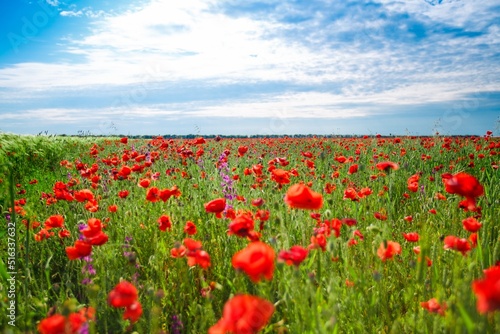 Poppy field in full bloom against sunlight. Field of red poppys. Remembrance Day  Memorial Day 