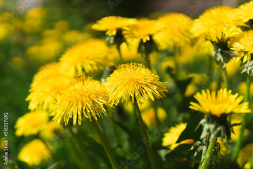 Yellow flowers of dandelion in meadow at sunny spring day. Taraxacum officinale medicinal plant