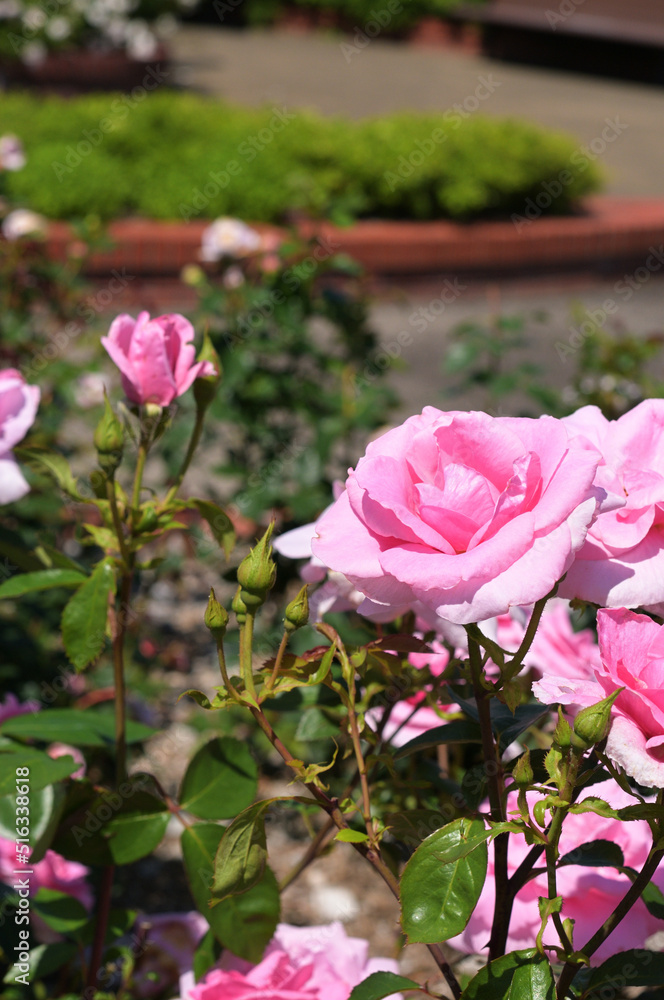薔薇 ピンク 薔薇 ピンク