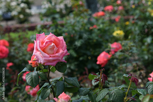 薔薇　ピンク