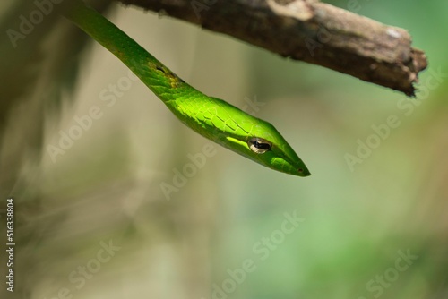 Closeup shot of a green vine snake head on a tree branch photo