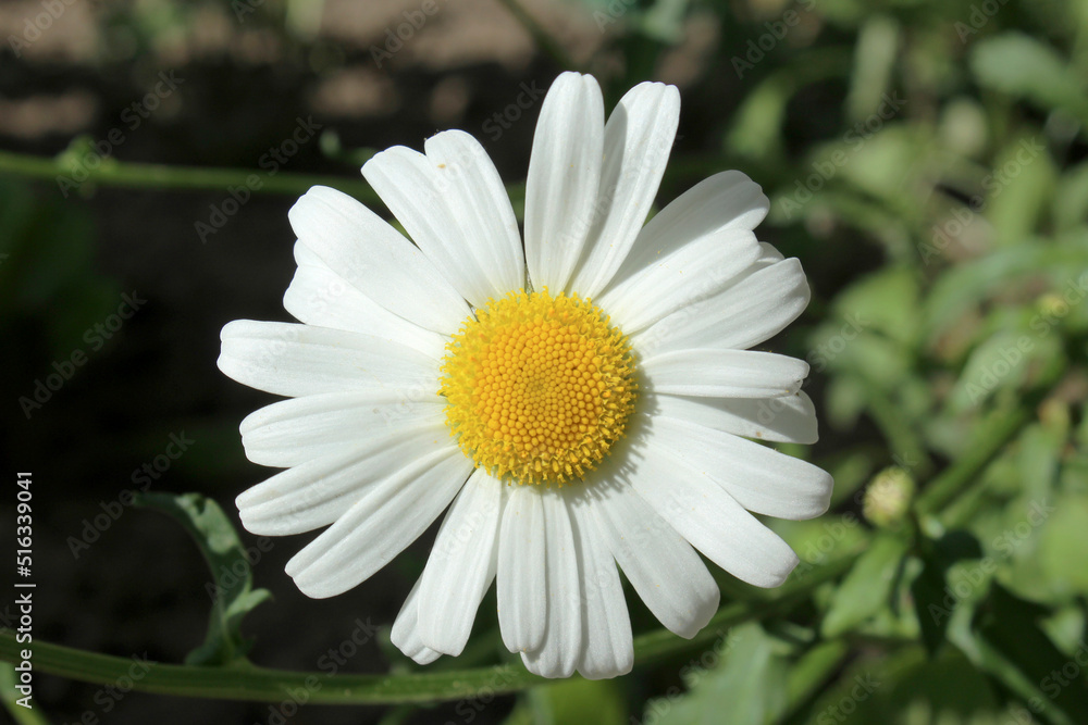 Fototapeta premium white field chamomile with a yellow core close-up
