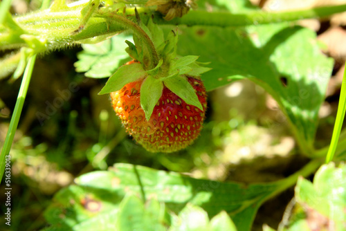 Wallpaper Mural ripe red berry strawberries on a bush in the garden Torontodigital.ca