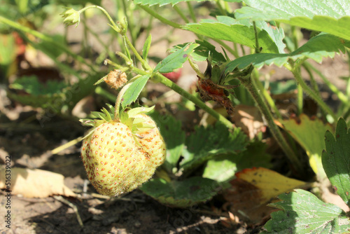 Wallpaper Mural a strawberry berry not yet ripe on a branch of a bush hangs and ripens in the sun Torontodigital.ca
