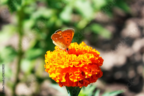 Wallpaper Mural a small orange butterfly on a marigold flower Torontodigital.ca