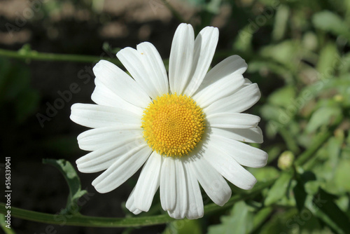 Wallpaper Mural white field chamomile with a yellow core close-up Torontodigital.ca
