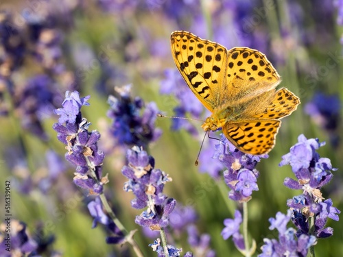 Motýl - Queen of Spain Fritillary - na levandulové hostině photo