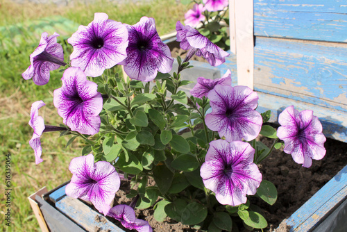 Wallpaper Mural purple flowering petunia bush in the garden Torontodigital.ca