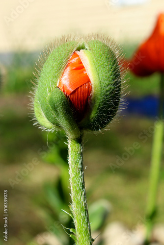 Wallpaper Mural a poppy bud on a long stem blooms into a flower Torontodigital.ca