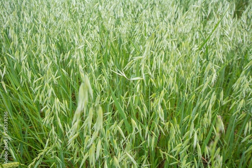 Tablou pe pânză Closeup of green field with Avena plants