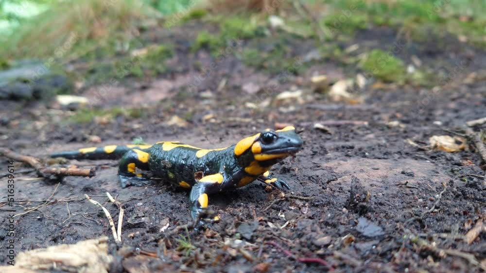 A fire salamander (Salamandra salamandra) in the wild A fire salamander (Salamandra salamandra) in the wild