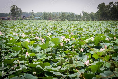 Field of emergent vegetation surrounded by trees